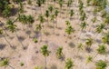 Aerial view of group of coconut palm tree plantation