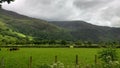 Aerial view of a group of cows grazing in lush green grasslandwith mountain forests in the back Royalty Free Stock Photo