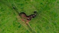 Aerial view of a group of cows on the green meadow. Top view of a herd of cows grazing in a pasture Royalty Free Stock Photo