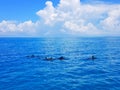 Aerial view of a group of dolphins swimming on the beautiful blue ocean in Maldives