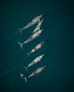 Aerial view of a group of dolphins swimming in the ocean.