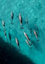 Aerial view of a group of dolphins swimming in the ocean.