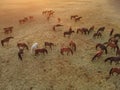 Aerial view of group of horses. Herd of young horses running, top view