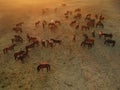 Aerial view of group of horses. Herd of young horses running, top view