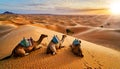 Group of Saddled Camels Resting on the Sunny Sand of the Desert - Generative Ai Royalty Free Stock Photo