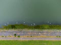 Aerial view of a group of swans swimming in water Royalty Free Stock Photo