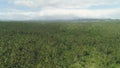 Tropical landscape with palm trees. Philippines, Luzon