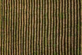 Aerial view of the growing green plants on the farm. Straight rows of the small plants