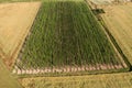 Aerial view of growing hops in a hop garden