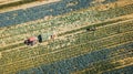 Aerial view harvesting of multicolored agricultural cabbage fields from drone Royalty Free Stock Photo