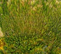 Aerial view of a healthy Idaho forest