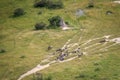 Aerial view of a herd of Blue wildebeest.