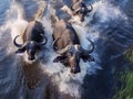 Aerial view of a herd of buffalo running along the river bank Royalty Free Stock Photo