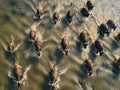 Aerial view of a herd of buffalo running along the river bank Royalty Free Stock Photo