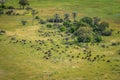 Aerial view of a herd of Buffaloes. Royalty Free Stock Photo