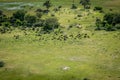 Aerial view of a herd of Buffalos. Royalty Free Stock Photo