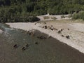 Aerial view of the herd of cows near with river. Drone photo of plein air of river and green field with herd of cows Royalty Free Stock Photo