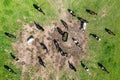 Herd of cows by the drinker Royalty Free Stock Photo