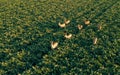 Aerial view of a herd of deer in a green field of agricultural crops at golden hour in Germany Royalty Free Stock Photo