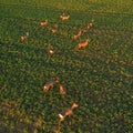 Aerial view of herd of deer