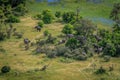 Aerial view of a herd of Elephants. Royalty Free Stock Photo