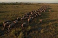 an aerial view of a herd of elephants walking in. Generative Ai Royalty Free Stock Photo