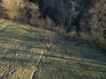 Aerial view of herd of fallow deer from above Royalty Free Stock Photo