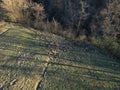 Aerial view of herd of fallow deer from above Royalty Free Stock Photo