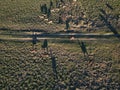 Aerial view of herd of fallow deer from above