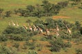 Aerial view of a herd of giraffes