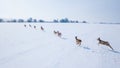 Aerial view of a herd of roe deer in winter Royalty Free Stock Photo