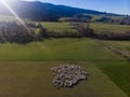 Aerial view of a herd of sheep on farm at South Island, New Zealand Royalty Free Stock Photo