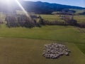 Aerial view of a herd of sheep on farm at South Island, New Zealand Royalty Free Stock Photo
