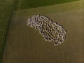 Aerial view of a herd of sheep on farm at South Island, New Zealand Royalty Free Stock Photo