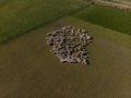 Aerial view of a herd of sheep on farm at South Island, New Zealand Royalty Free Stock Photo