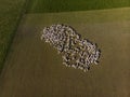 Aerial view of a herd of sheep on farm at South Island, New Zealand Royalty Free Stock Photo