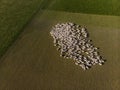 Aerial view of a herd of sheep on farm at South Island, New Zealand Royalty Free Stock Photo