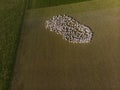 Aerial view of a herd of sheep on farm at South Island, New Zealand Royalty Free Stock Photo