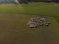 Aerial view of a herd of sheep on farm at South Island, New Zealand Royalty Free Stock Photo