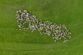 Aerial view of herd of sheep grazing in a green meadow Royalty Free Stock Photo