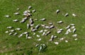 Aerial view of a herd of white cows grazing on a rural field