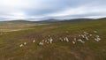 Aerial view of herd of wild deer on territoria Nordkapp