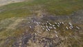 Aerial view of herd of wild deer on territoria Nordkapp