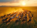 Aerial view, herd of wild horses running across field