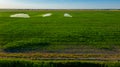 Aerial view on high pressure agricultural water sprinkler, sprayer, sending out jets of water to irrigate corn farm crops Royalty Free Stock Photo