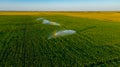 Aerial view on high pressure agricultural water sprinkler, sprayer, sending out jets of water to irrigate corn farm crops Royalty Free Stock Photo