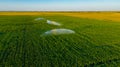 Aerial view on high pressure agricultural water sprinkler, sprayer, sending out jets of water to irrigate corn farm crops Royalty Free Stock Photo