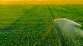 Aerial view on high pressure agricultural water sprinkler, sprayer, sending out jets of water to irrigate corn farm crops Royalty Free Stock Photo