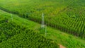 Aerial view of high voltage pylons and power lines between eucalyptus plantations. Top view of eucalyptus forest in Thailand.