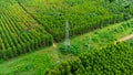 Aerial view of high voltage pylons and power lines between eucalyptus plantations. Top view of eucalyptus forest in Thailand.